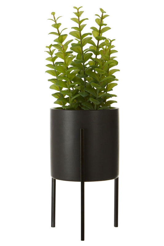 Fiori Thyme in Black Pot with Stand